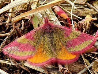 Ampfer-Purpurspanner   Lythria cruentaria 