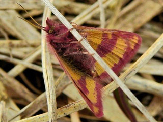 Ampfer-Purpurspanner   Lythria cruentaria 