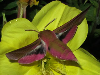 Mittlerer Weinschwrmer, Deilephila elpenor, Elephant Hawk-moth