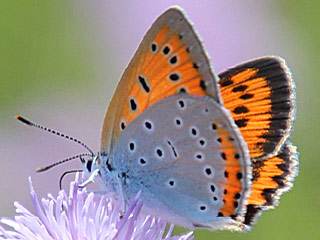 Groer Feuerfalter Lycaena dispar Large Copper