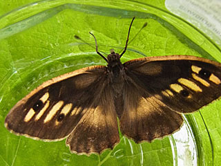 Charaxes jasius  Berghexe  The Hermit