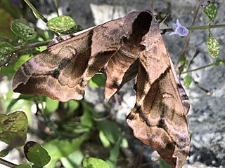 Abendpfauenauge Smerinthus ocellata Eyed Hawk-moth
