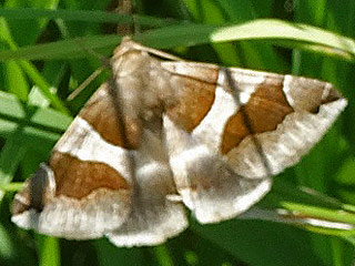 Dysgonia algira The Passenger