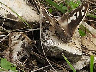 Berghexe  Chazara briseis