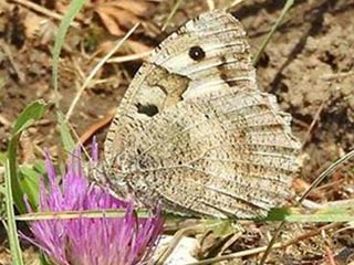 Berghexe  Chazara briseis