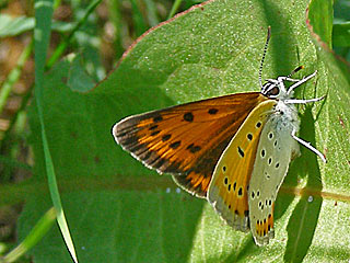 Weibchen  bei  Eiablage  Groer Feuerfalter Lycaena dispar Large Copper