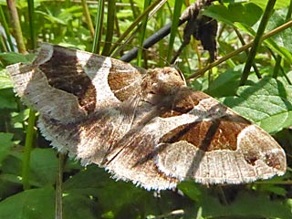 Dysgonia algira The Passenger