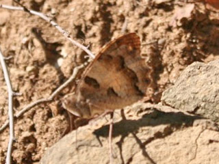 Berghexe  Chazara briseis