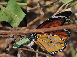 Monarch, Anosia, chrysippus, Danaus, Plain Tiger,