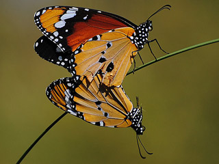 Monarch, Anosia, chrysippus, Danaus, Plain Tiger,