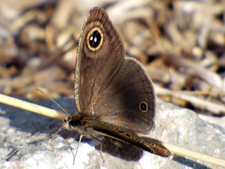 Ypthima asterope
