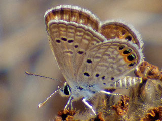 Chilades trochylus  Grass Jewel