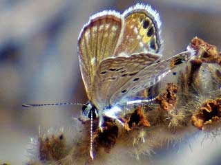 Chilades trochylus  Grass Jewel