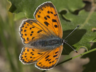 Violetter Feuerfalter Purple-Shot Copper Lycaena alciphron 