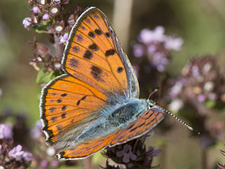 Violetter Feuerfalter Purple-Shot Copper Lycaena alciphron 