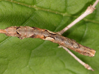 Heller Schmuckspanner Crocallis elinguaria Scalloped Oak
