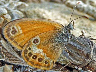 Coenonympha elbana "Elba-Wiesenv�gelchen" Elban Heath