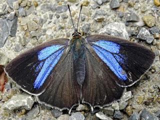 Mnnchen  Blauer Eichenzipfelfalter Neozephyrus quercus Purple Hairstreak