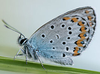 Kronwicken-Bluling Plebeius argyrognomon Reverdin's Blue