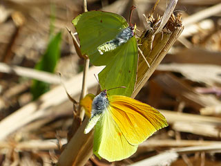 Balz  Gonepteryx eversi La Gomera- Zitronenfalter