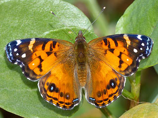 Amerikanischer Distelfalter Vanessa virginiensis American Painted Lady
