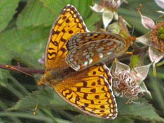 Mittlerer Perlmutterfalter Argynnis (Speyeria) niobe Niobe Fritillary