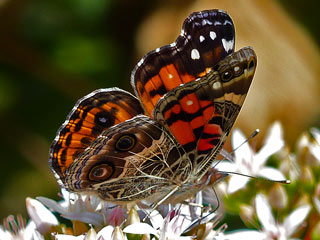 Amerikanischer Distelfalter Vanessa virginiensis American Painted Lady