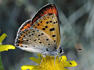 Violetter Feuerfalter Purple-Shot Copper Lycaena alciphron 