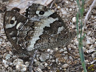 Weier Waldportier Brintesia ( Aulocera ) circe Great Banded Grayling