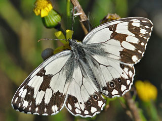 Iberisches Schachbrett Melanargia lachesis Iberian Marbled White