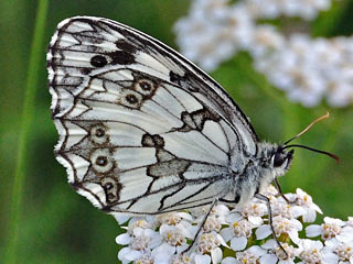 Iberisches Schachbrett Melanargia lachesis Iberian Marbled White