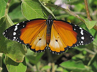 Afrikanischer Monarch  Danaus chrysippus  Plain Tiger