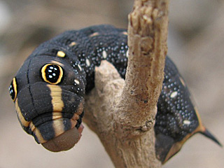 Raupe Gro�er Weinschw�rmer Hippotion celerio Silver-striped Hawk-moth