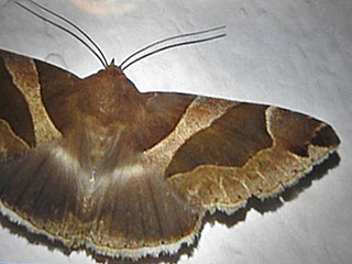 Dysgonia algira The Passenger