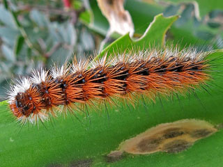 Raupe Ocnogyna loewii  