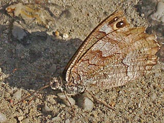 Hipparchia fatua  Freyer's Grayling