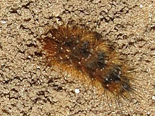 Raupe Ocnogyna loewii  