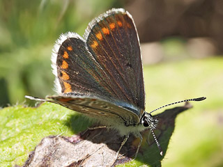 Groer Sonnenrschen-Bluling Aricia artaxerxes Northern Brown Argus