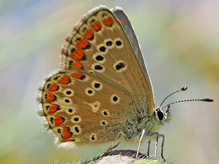 Groer Sonnenrschen-Bluling Aricia artaxerxes Northern Brown Argus