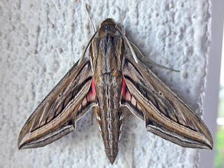 Gro�er Weinschw�rmer Hippotion celerio Silver-striped Hawk-moth