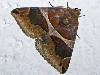 Dysgonia torrida The Jigsaw