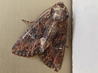 Mniotype solieri  Bedrule Brocade  Soliers Waldrandeule