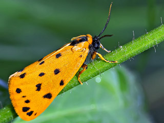 Gelber Alpen-Flechtenbr Setina aurita  Setina irrorella Trockenrasen-Flechtenbrchen Steinflechtenbr  Dew Moth