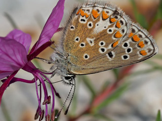 Groer Sonnenrschen-Bluling Aricia artaxerxes Northern Brown Argus