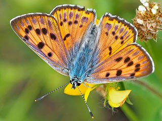 Violetter Feuerfalter Purple-Shot Copper Lycaena alciphron 