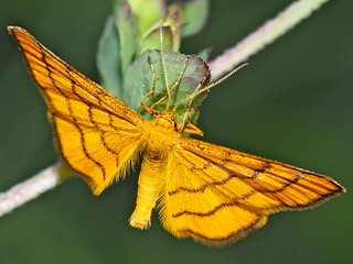 Idaea aureolaria  Goldgelber Magerrasen-Zwergspanner  Golden-yellow Wave