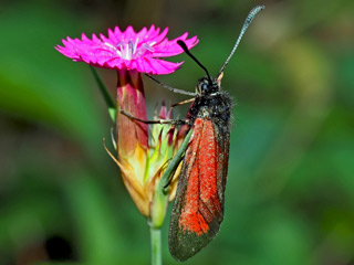 Zygaena purpuralis  Thymian-Widderchen