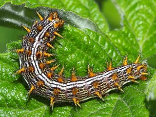 Brombeer-Perlmutterfalter Brenthis daphne&nbsp; Marbled Fritillary