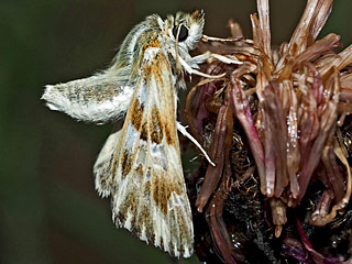 Gr�nlicher Dickkopffalter Ziestfalter Carcharodus lavatherae Marbled Skipper