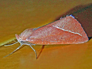 Compsoptera  opacaria
